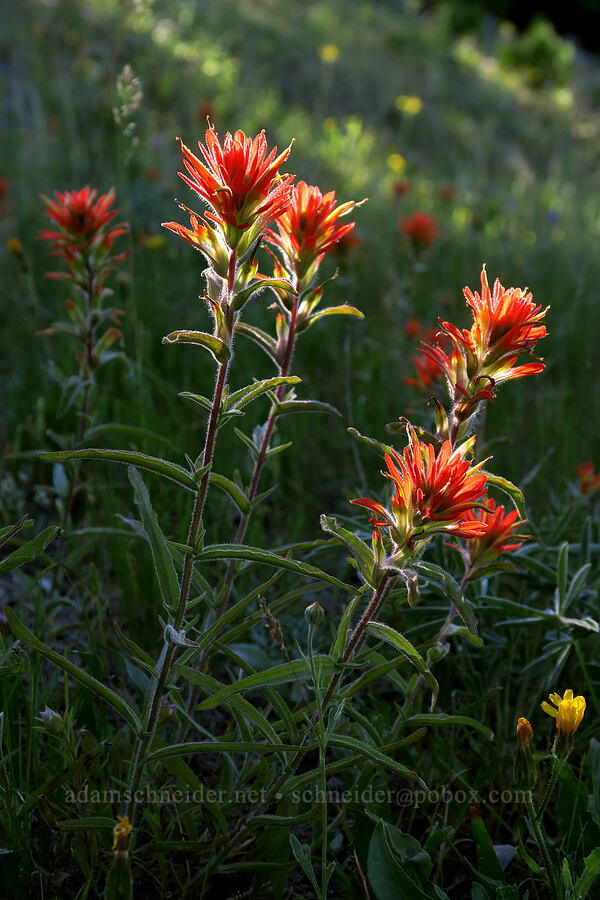 paintbrush (Castilleja sp.) [Pacific Crest Trail, Cascade-Siskiyou National Monument, Jackson County, Oregon]