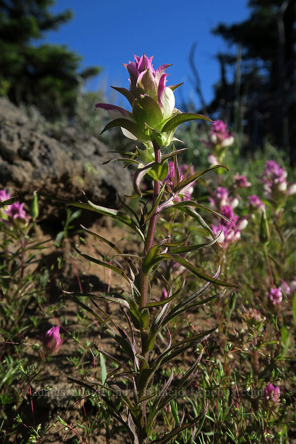 Siskiyou owl's-clover (Orthocarpus cuspidatus ssp. cuspidatus) [west of the PCT, Soda Mountain Wilderness, Jackson County, Oregon]
