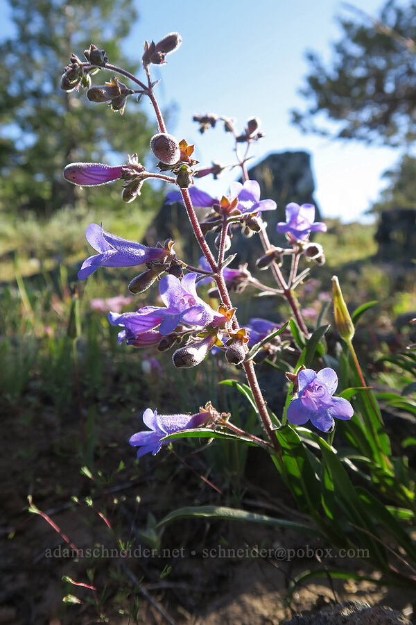 Roezl's penstemon (Penstemon roezlii) [west of the PCT, Soda Mountain Wilderness, Jackson County, Oregon]