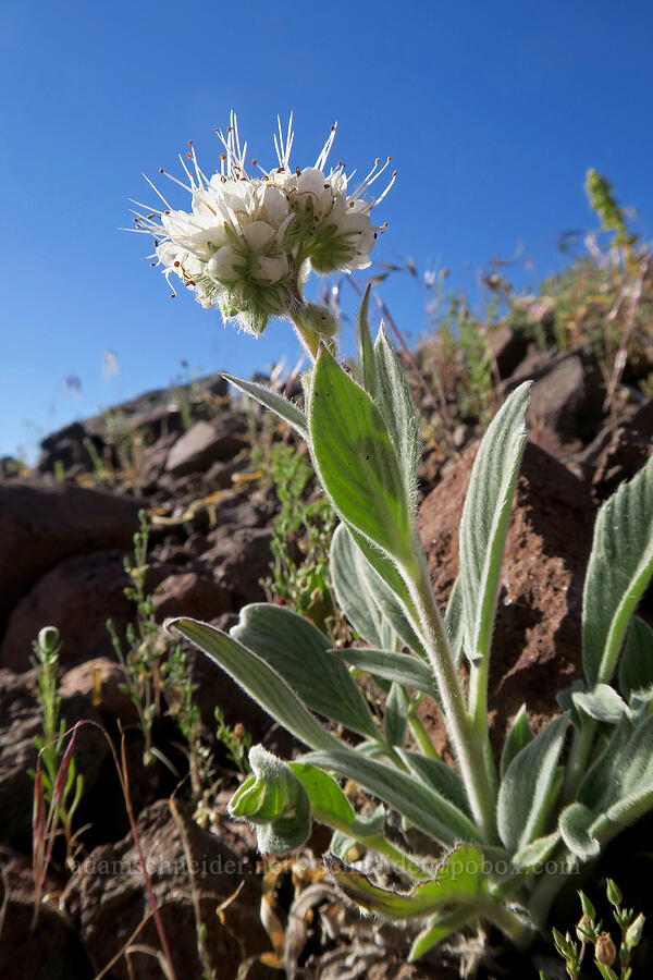 phacelia (Phacelia sp.) [west of the PCT, Soda Mountain Wilderness, Jackson County, Oregon]