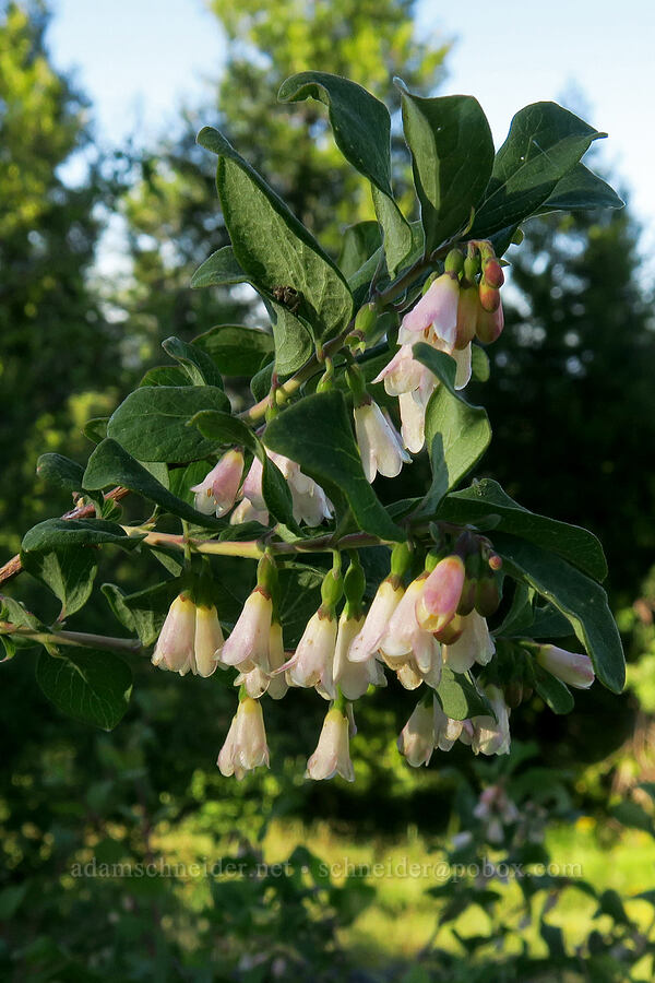 round-leaf snowberry (Symphoricarpos rotundifolius) [Pacific Crest Trail, Cascade-Siskiyou National Monument, Jackson County, Oregon]