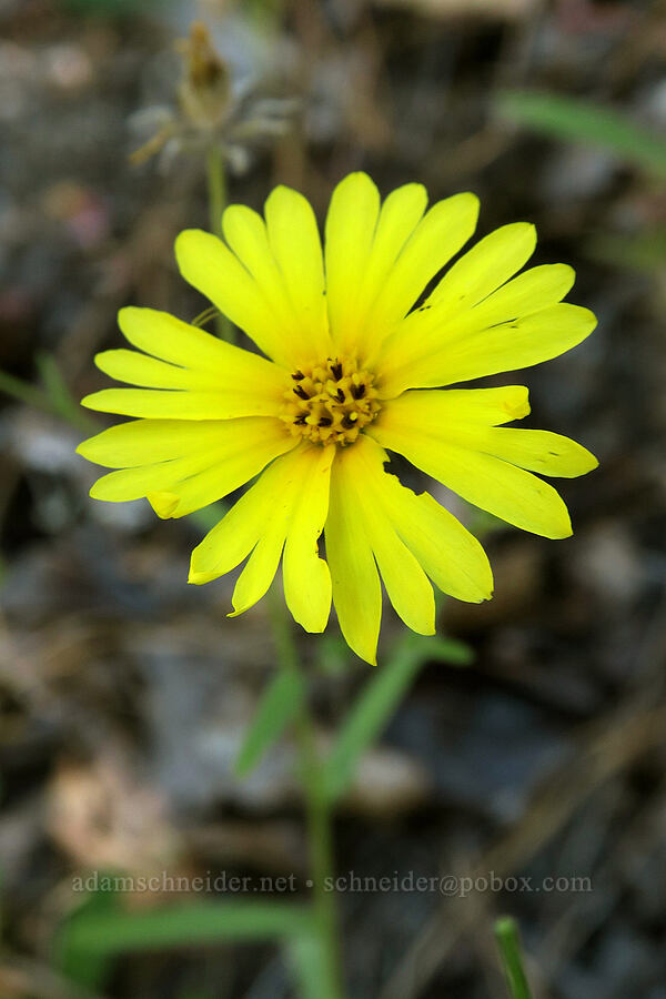 woodland madia (Anisocarpus madioides (Madia madioides)) [Bandersnatch Trail, Ashland, Jackson County, Oregon]