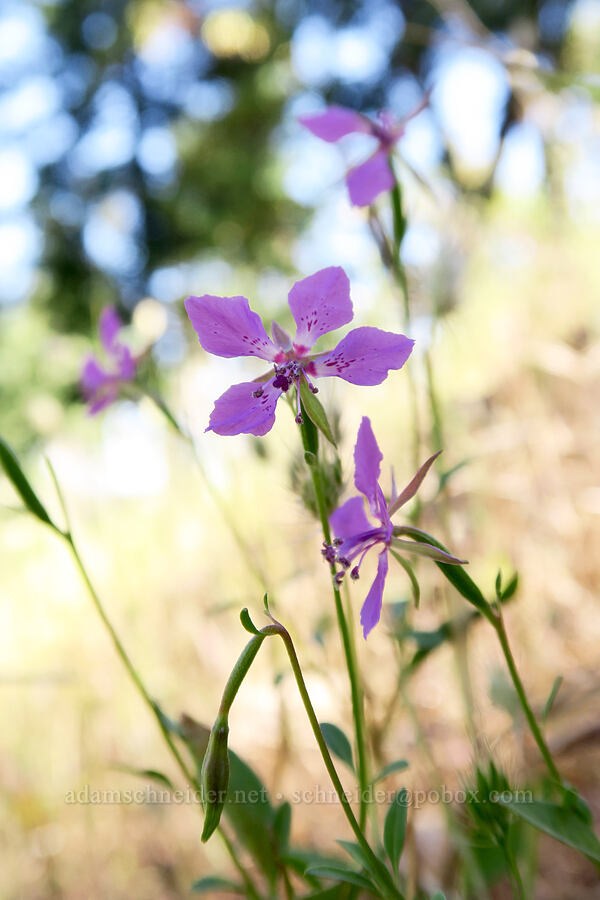 diamond clarkia (Clarkia rhomboidea) [Bandersnatch Trail, Ashland, Jackson County, Oregon]