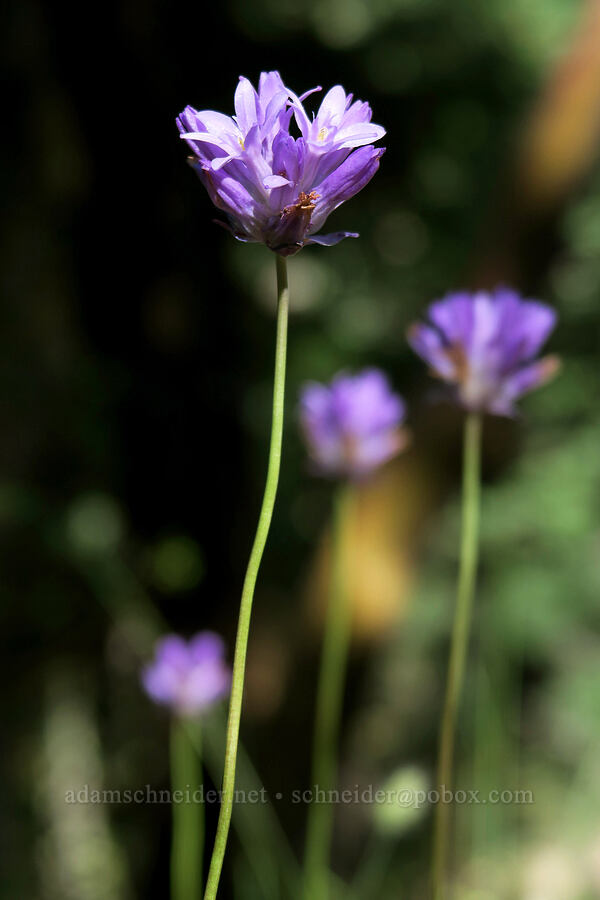 fork-tooth ookow (Dichelostemma congestum (Brodiaea congesta)) [Bandersnatch Trail, Ashland, Jackson County, Oregon]