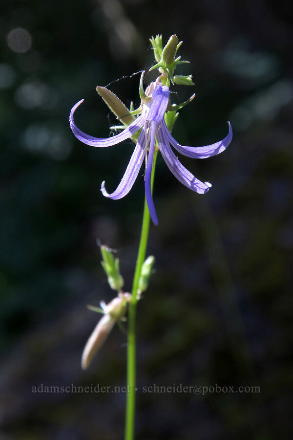 California harebell (Smithiastrum prenanthoides (Campanula prenanthoides) (Asyneuma prenanthoides)) [Bandersnatch Trail, Ashland, Jackson County, Oregon]