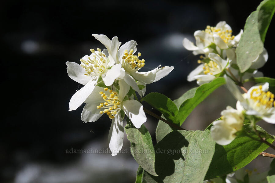 Lewis' mock-orange (Philadelphus lewisii) [Lithia Park, Ashland, Jackson County, Oregon]