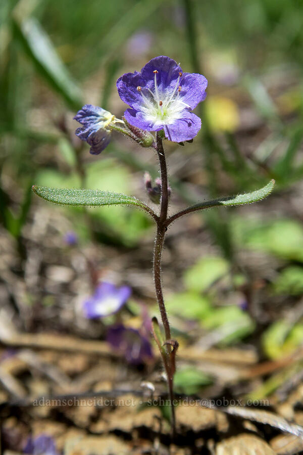 Peck's phacelia (Phacelia peckii) [King Mountain ACEC, Josephine County, Oregon]