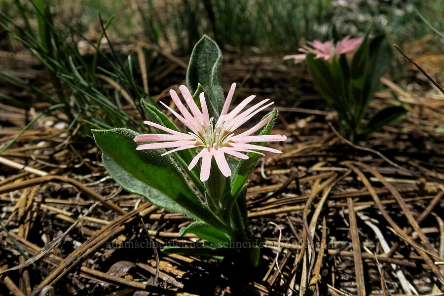 Bolander's catchfly (Silene bolanderi (Silene hookeri ssp. bolanderi)) [King Mountain ACEC, Josephine County, Oregon]