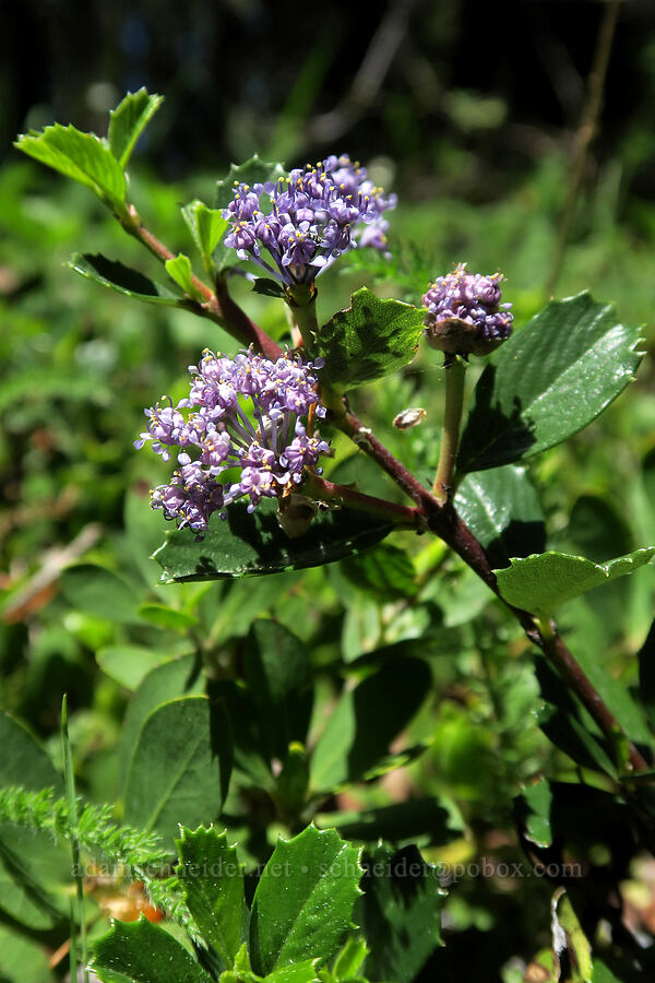 mahala mat (Ceanothus prostratus) [King Mountain ACEC, Josephine County, Oregon]