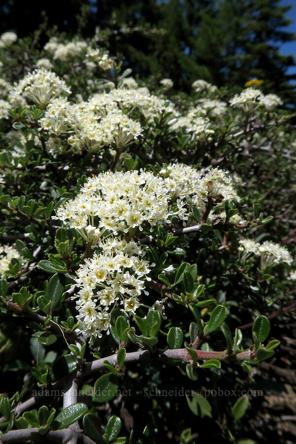 mountain white-thorn (Ceanothus cordulatus) [King Mountain ACEC, Douglas County, Oregon]