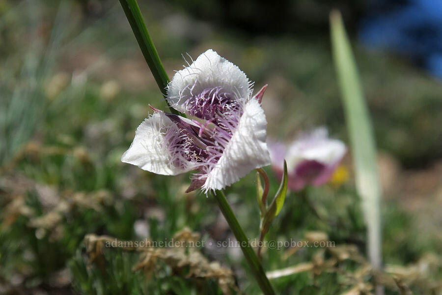elegant mariposa lily (Calochortus elegans var. nanus) [King Mountain ACEC, Douglas County, Oregon]