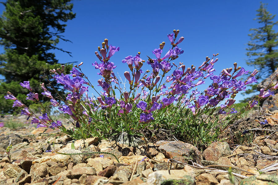 azure penstemon (Penstemon azureus) [King Mountain ACEC, Douglas County, Oregon]