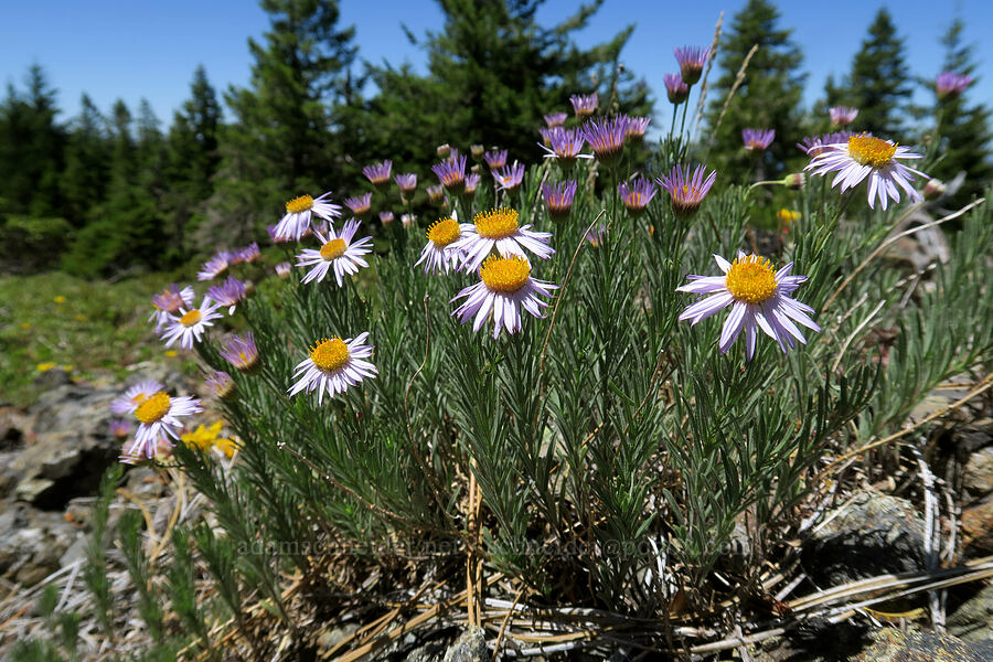 leafy fleabane (Erigeron foliosus var. confinis) [King Mountain ACEC, Douglas County, Oregon]