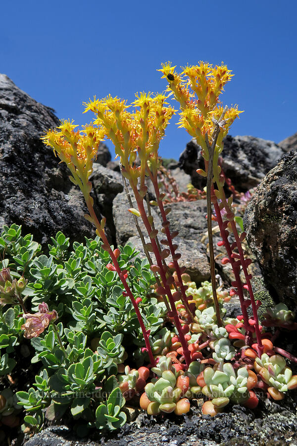 broad-leaf stonecrop (Sedum spathulifolium) [King Mountain ACEC, Josephine County, Oregon]
