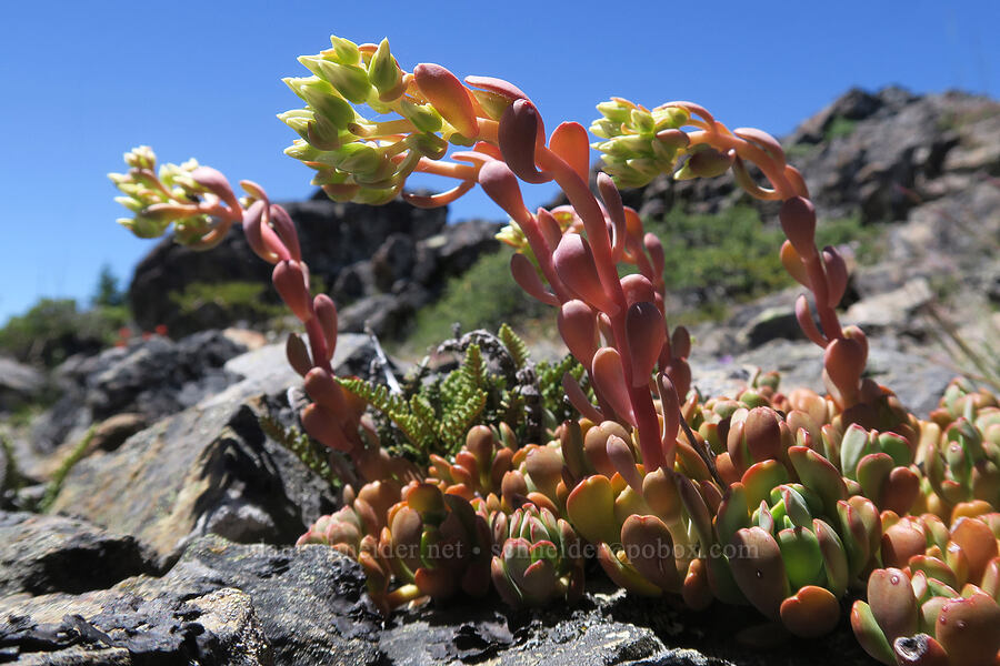 creamy stonecrop (Sedum oregonense) [King Mountain ACEC, Josephine County, Oregon]