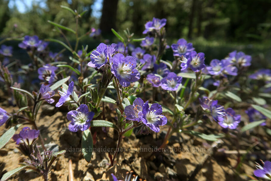 Peck's phacelia (Phacelia peckii) [King Mountain ACEC, Josephine County, Oregon]