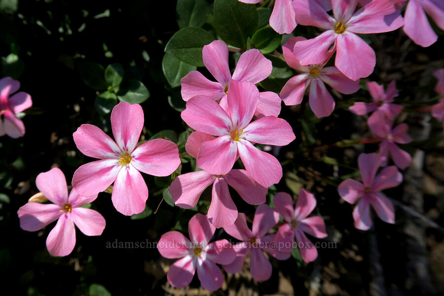 woodland phlox (Phlox adsurgens) [King Mountain Road, Josephine County, Oregon]