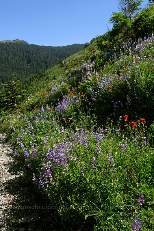 wildflowers [Grouse Vista Trail, Gifford Pinchot National Forest, Clark County, Washington]