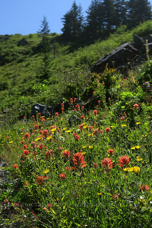 wildflowers [Grouse Vista Trail, Gifford Pinchot National Forest, Clark County, Washington]