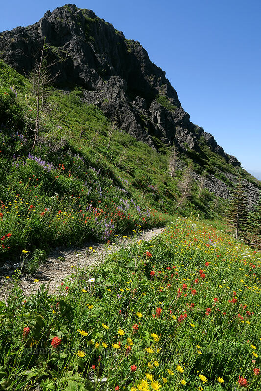 Pyramid Rock & wildflowers [Grouse Vista Trail, Gifford Pinchot National Forest, Clark County, Washington]