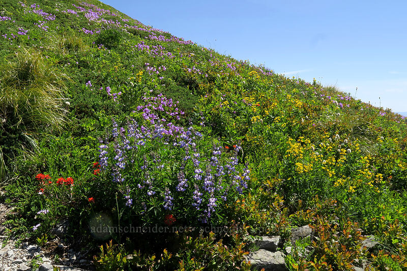 wildflowers [Silver Star Mountain, Gifford Pinchot National Forest, Skamania County, Washington]
