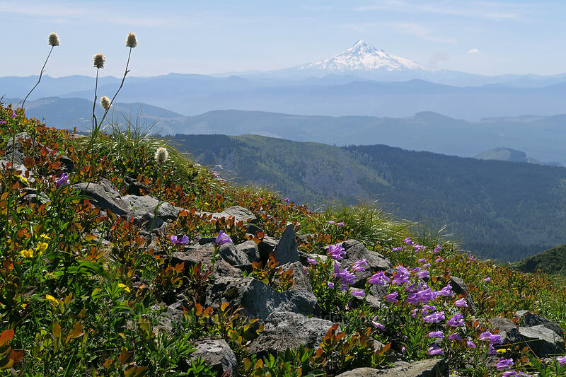 wildflowers & Mount Hood [Silver Star Mountain, Gifford Pinchot National Forest, Skamania County, Washington]