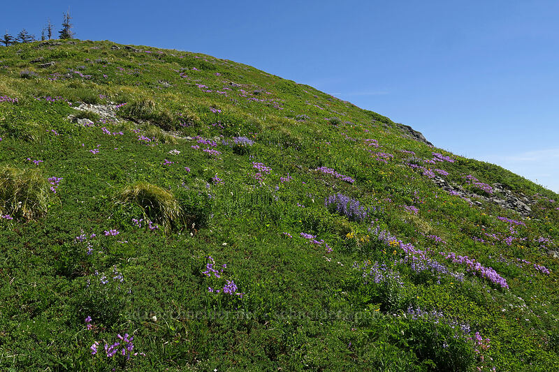 Silver Star's south summit [Silver Star Mountain, Gifford Pinchot National Forest, Skamania County, Washington]