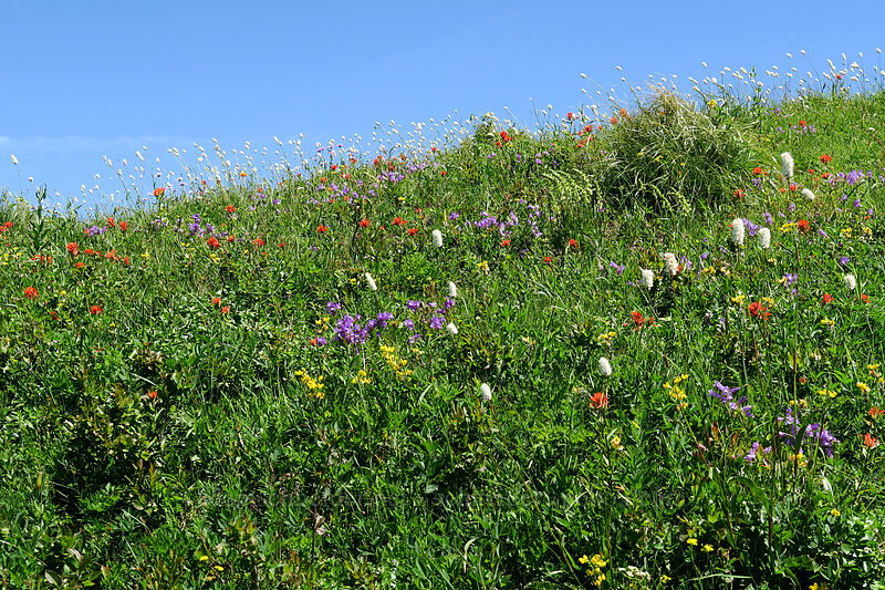 wildflowers [Silver Star Mountain, Gifford Pinchot National Forest, Skamania County, Washington]