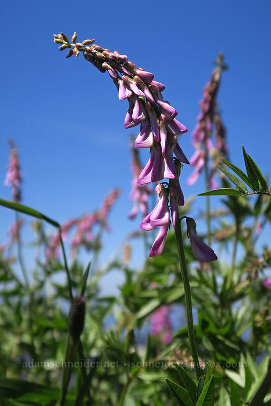 western sweet-vetch (Hedysarum occidentale) [Silver Star Mountain, Gifford Pinchot National Forest, Skamania County, Washington]