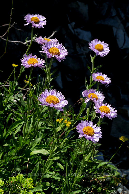 subalpine fleabane (Erigeron glacialis var. glacialis) [Silver Star Mountain summit, Gifford Pinchot National Forest, Skamania County, Washington]