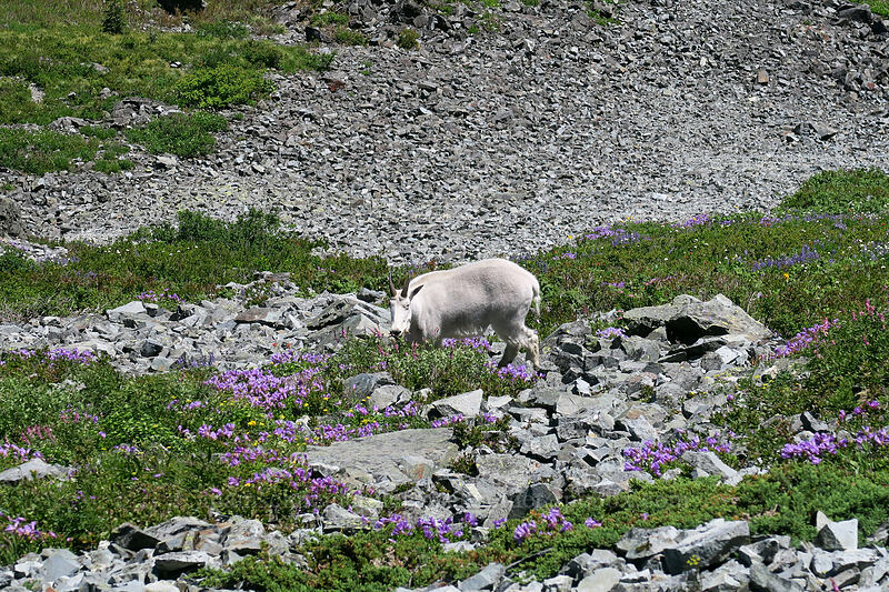 mountain goat & wildflowers (Oreamnos americanus) [Silver Star Mountain summit, Gifford Pinchot National Forest, Skamania County, Washington]