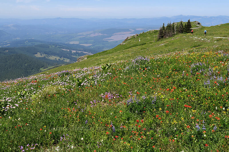 wildflowers [Silver Star Mountain Trail, Gifford Pinchot National Forest, Skamania County, Washington]