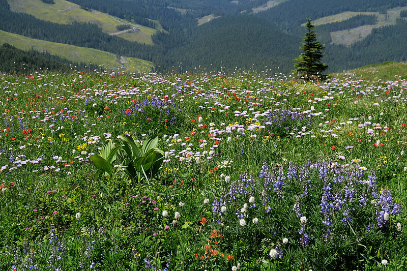 wildflowers [Silver Star Mountain Trail, Gifford Pinchot National Forest, Skamania County, Washington]