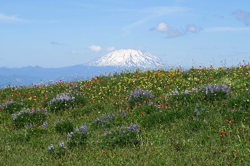 wildflowers & Mt. St. Helens [Silver Star Mountain Trail, Gifford Pinchot National Forest, Skamania County, Washington]