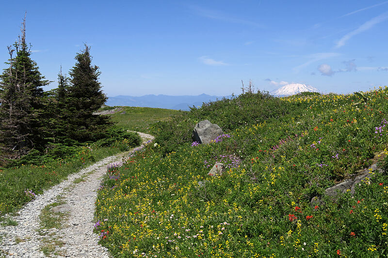 wildflowers & Mt. St. Helens [Silver Star Mountain Trail, Gifford Pinchot National Forest, Skamania County, Washington]
