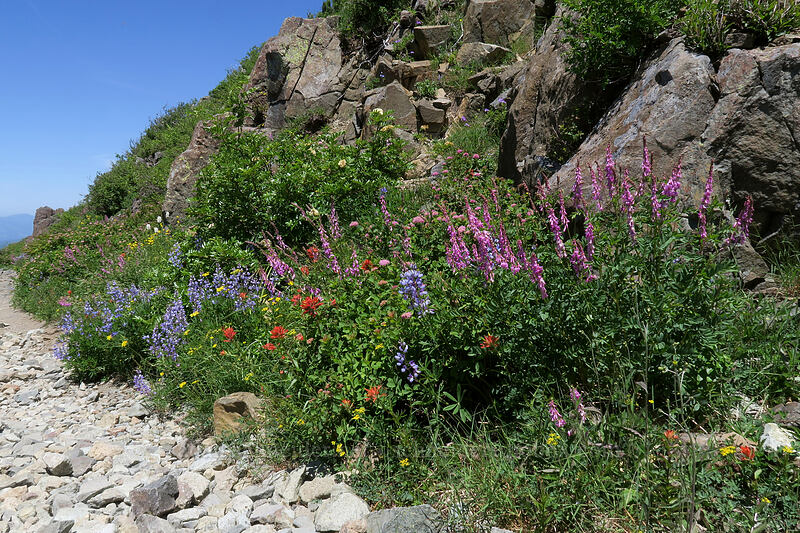 wildflowers [Silver Star Mountain Trail, Gifford Pinchot National Forest, Skamania County, Washington]