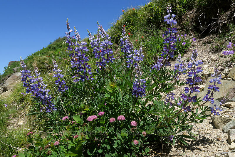 lupine & spirea (Lupinus latifolius, Spiraea splendens (Spiraea densiflora)) [Silver Star Mountain Trail, Gifford Pinchot National Forest, Skamania County, Washington]