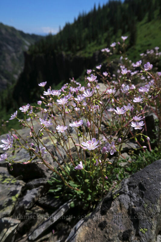 Columbia lewisia (Lewisia columbiana) [Ed's Trail, Gifford Pinchot National Forest, Skamania County, Washington]