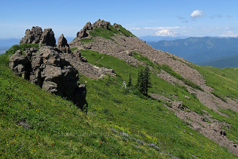 Silver Star's north ridge [Ed's Trail, Gifford Pinchot National Forest, Skamania County, Washington]