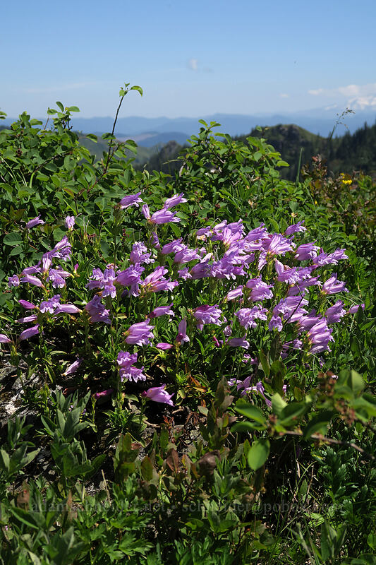 Cardwell's penstemon (Penstemon cardwellii) [Ed's Trail, Gifford Pinchot National Forest, Skamania County, Washington]