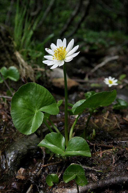 white marsh-marigold (Caltha biflora (Caltha leptosepala var. biflora)) [Silver Star Mountain, Gifford Pinchot National Forest, Skamania County, Washington]