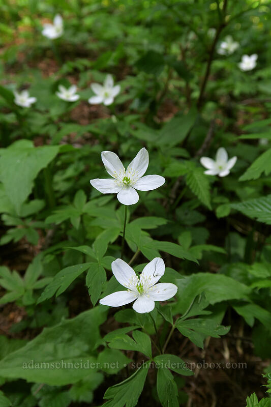 Oregon anemones (Anemone oregana (Anemonoides oregana)) [Sturgeon Rock Trail, Gifford Pinchot National Forest, Skamania County, Washington]