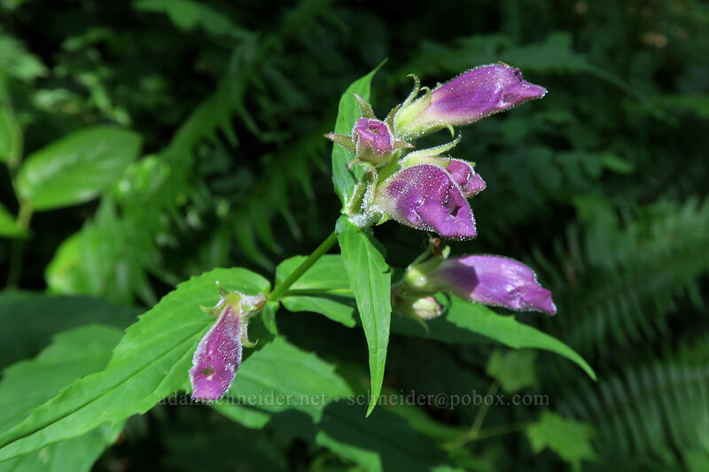turtle-head (woodland beard-tongue) (Nothochelone nemorosa) [Tarbell Trail, Gifford Pinchot National Forest, Clark County, Washington]