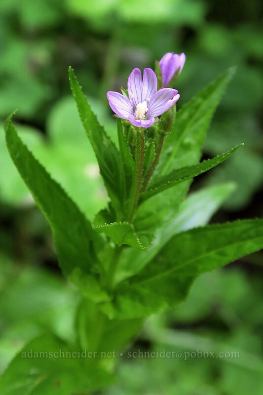 fringed willow-herb (Epilobium ciliatum) [Tarbell Trail, Gifford Pinchot National Forest, Clark County, Washington]
