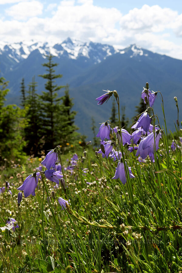 harebells (Campanula petiolata (Campanula rotundifolia)) [Hurricane Hill Trail, Olympic National Park, Clallam County, Washington]