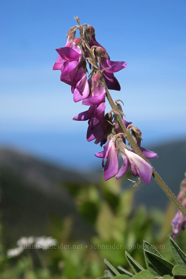 western sweet-vetch (Hedysarum occidentale) [Hurricane Hill Trail, Olympic National Park, Clallam County, Washington]