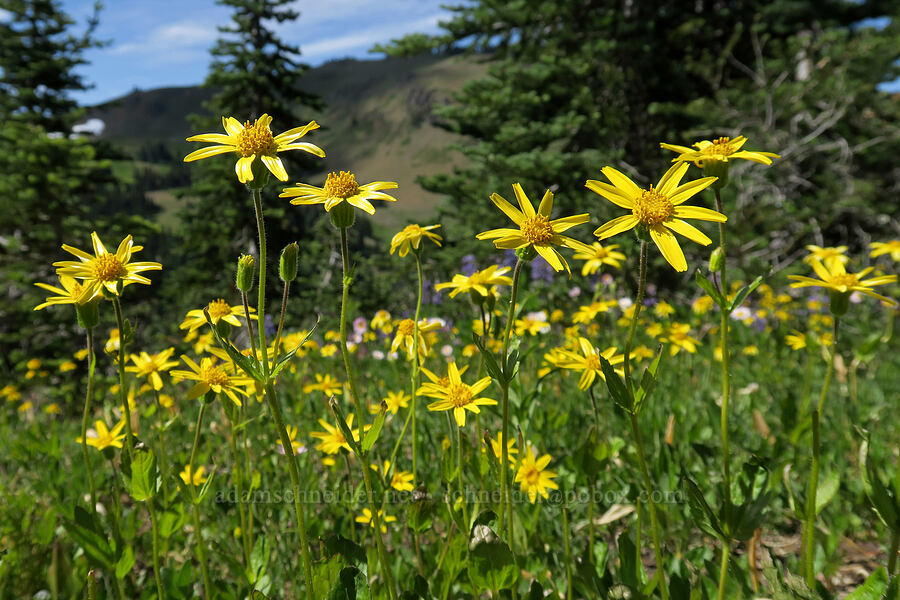 broad-leaf arnica (Arnica latifolia) [Hurricane Hill Trail, Olympic National Park, Clallam County, Washington]