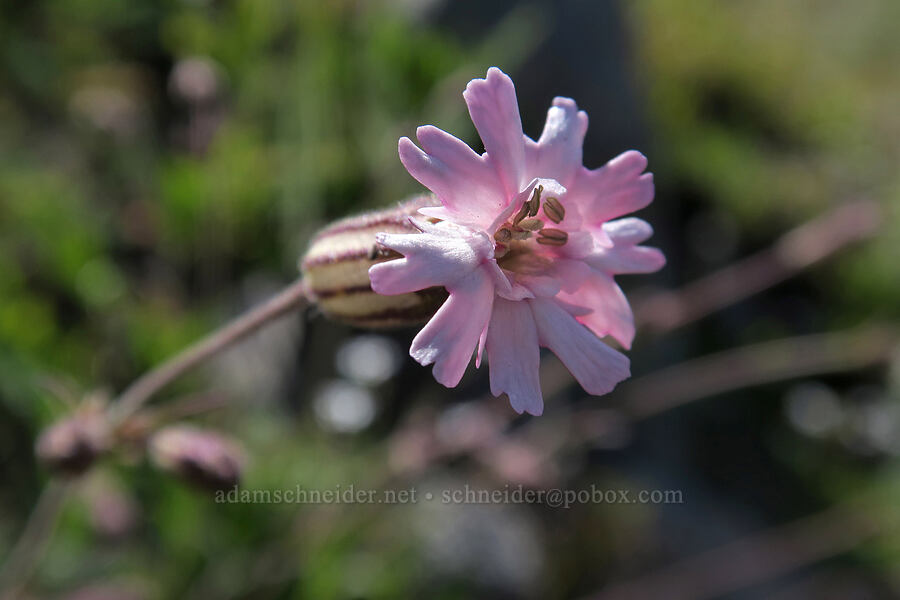 Parry's catchfly (Silene parryi) [Hurricane Hill Trail, Olympic National Park, Clallam County, Washington]
