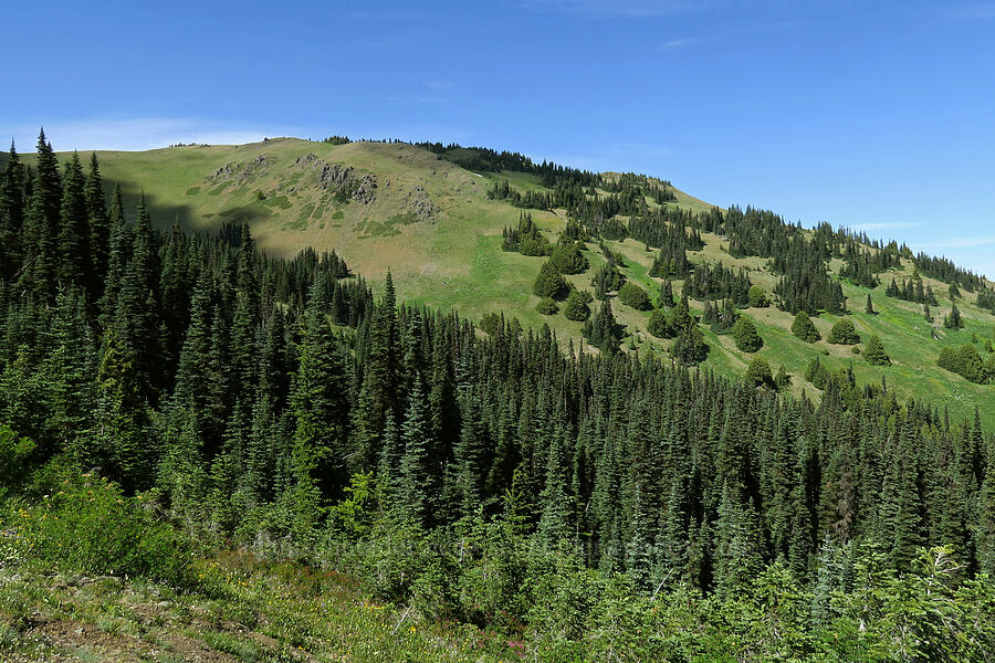Hurricane Hill [Hurricane Hill Trail, Olympic National Park, Clallam County, Washington]