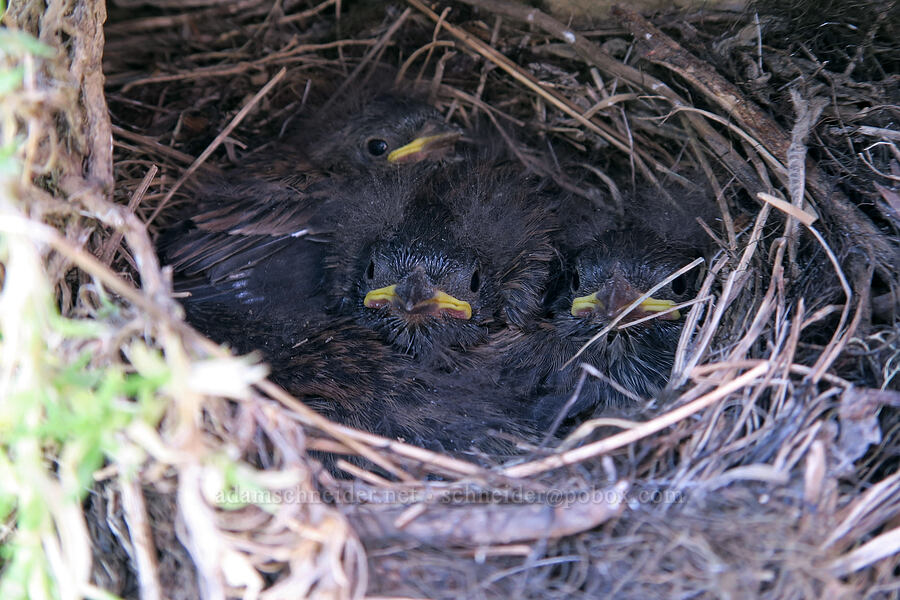 Oregon junco babies (Junco hyemalis) [Hurricane Hill Trail, Olympic National Park, Clallam County, Washington]
